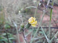 Sonchus wilmsii