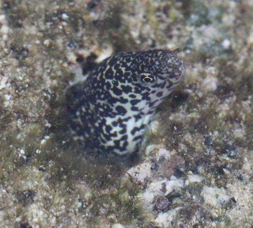 Gymnothorax pictus