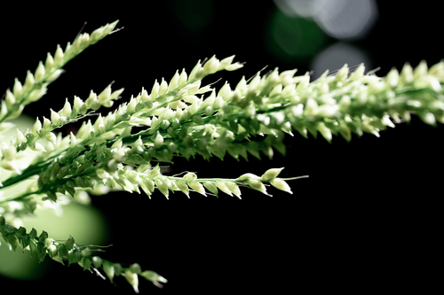 Setaria palmifolia