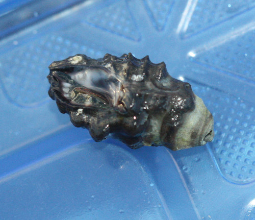 Arakawania granulata