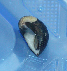 Nerita picea