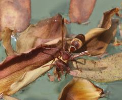 Polistes badius