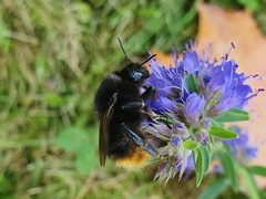 Bombus ruderarius