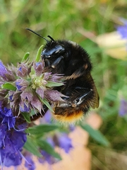 Bombus ruderarius