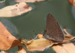 Pseudonacaduba sichela sichela