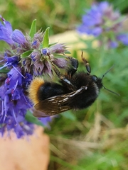 Bombus ruderarius
