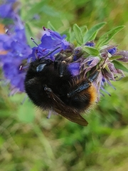 Bombus ruderarius