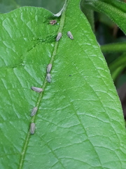 Agalliini