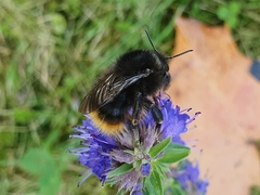 Bombus ruderarius