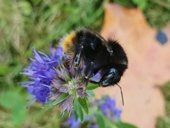 Bombus ruderarius
