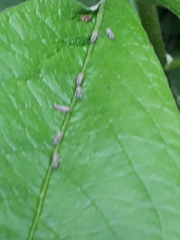 Agalliini
