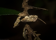 Acroceuthes metaxanthana