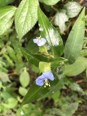 Commelina auriculata