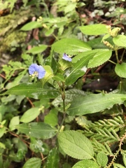 Commelina auriculata