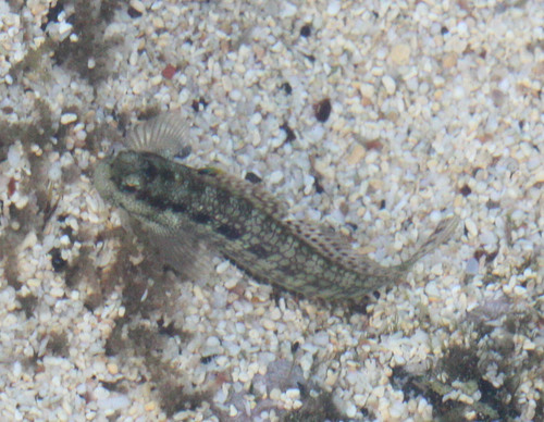 Blenniella gibbifrons
