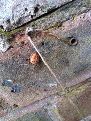 Araneus diadematus