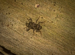 Stigmatium mastersii