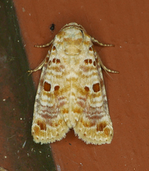 Diastema tigris