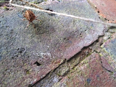 Araneus diadematus