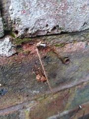 Araneus diadematus
