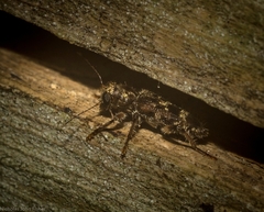 Stigmatium mastersii