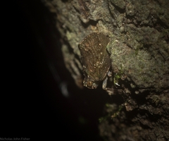 Cotylana angustifrons