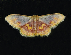 Idaea scintillularia