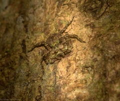 Stephanopis carcinoides