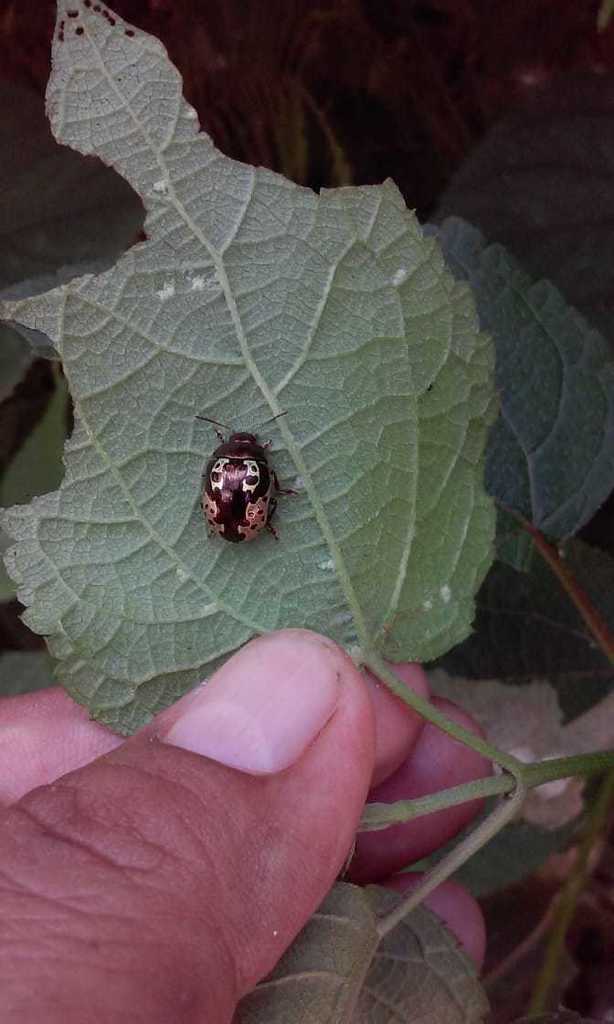 Calligrapha suboculata