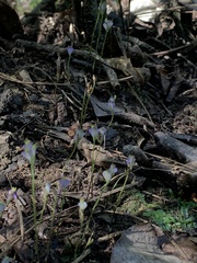 Burmannia biflora