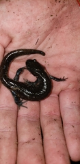 Ambystoma jeffersonianum