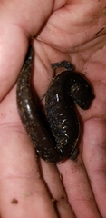 Ambystoma jeffersonianum