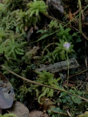 Burmannia biflora