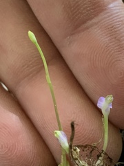 Burmannia biflora