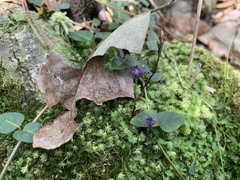 Burmannia biflora