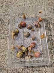 Cepaea nemoralis