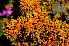 Dufourea flammea
