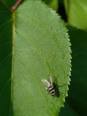 Anthomyia illocata
