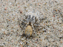 Yllenus turkestanicus