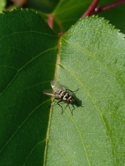 Anthomyia illocata