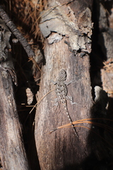 Sceloporus lemosespinali