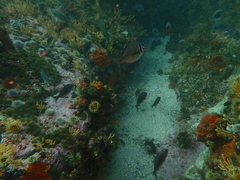 Boopsoidea inornata