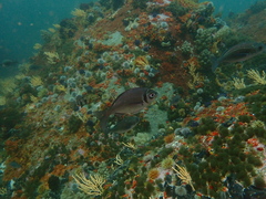 Boopsoidea inornata