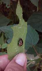 Calligrapha suboculata