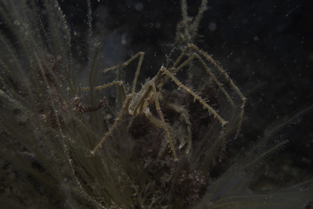 Long-legged Spider Crab