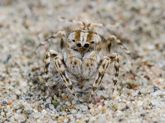 Yllenus turkestanicus