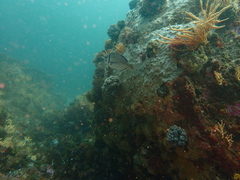 Boopsoidea inornata