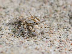 Yllenus turkestanicus