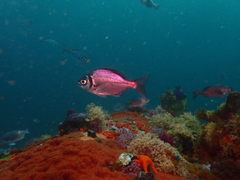 Boopsoidea inornata