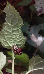 Calligrapha suboculata